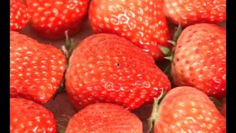 草莓100在线视频免费,免费在线观看，探索甜蜜生活的奥秘