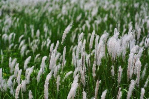 白草在线视频,探寻自然之美，感受生命律动