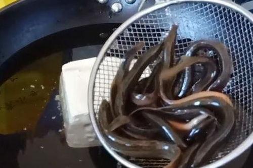 泥鳅钻逼在线视频,揭秘水下生物的神奇生存智慧