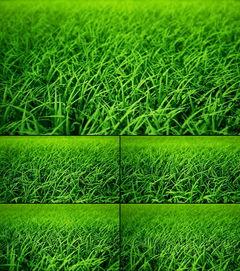 绿草阁在线视频,探索自然之美，感受生命活力