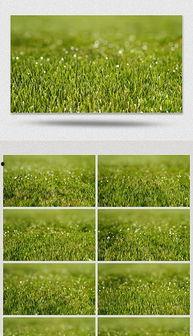 绿草阁在线视频,探索自然之美，感受生命活力