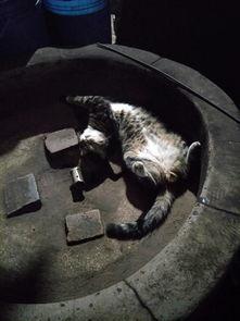 狼狼在线视频播放,畅享精彩瞬间，重温经典瞬间