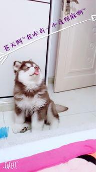 狼狼在线视频播放,畅享精彩瞬间，重温经典瞬间