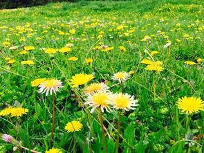 野花路在线视频,探寻自然之美，感受生命律动