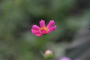 野花路在线视频,探寻自然之美，感受生命律动