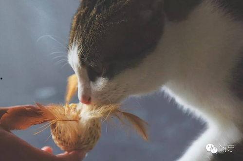 香蕉喵在线视频15,揭秘网络红人的魅力与成长之路