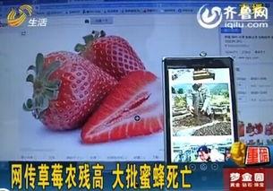 草莓视频开在线视频,在线视频新潮流，畅享视听盛宴