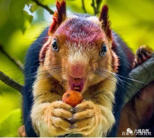 色松鼠综合在线视频影院,海量影视资源，畅享观影新体验