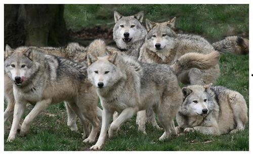 狼小伙在线视频,探寻野性魅力，解锁户外生存秘籍