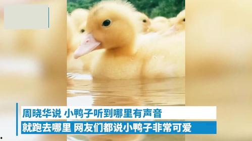 鸭子在线视频地址,探索自然之美