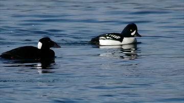 鸭子在线视频地址,探索自然之美