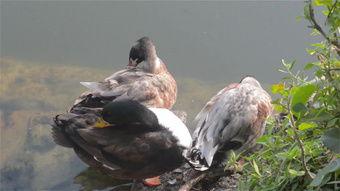 鸭子在线视频地址,探索自然之美