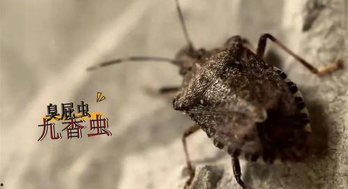 臭屁虫在线视频,一场奇妙的在线视频冒险之旅