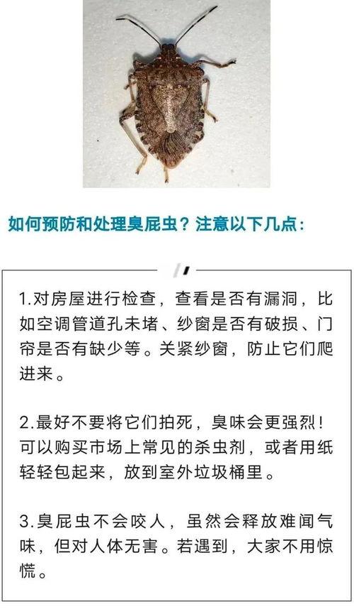 臭屁虫在线视频,一场奇妙的在线视频冒险之旅