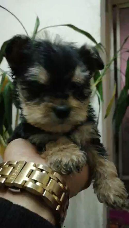 毛色在线视频免费观看,免费在线观看毛色视频  第2张